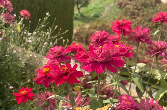Red flowers in bloom in the Alhambra gardens